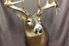 deer10