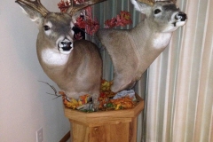 deer13