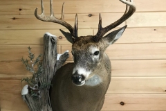deer14