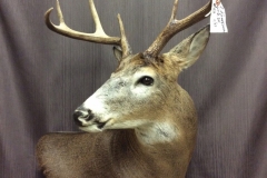 deer15