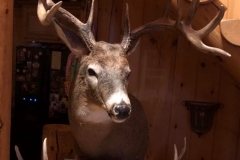 deer17