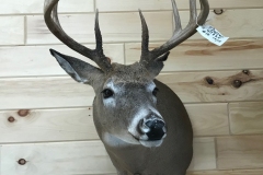 deer22