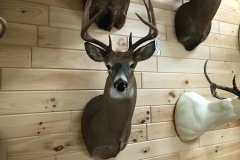 deer23