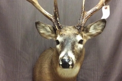 deer5