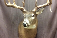 deer6