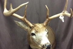 deer7
