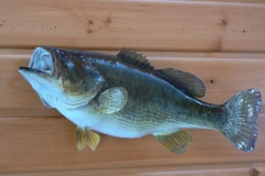 fish1