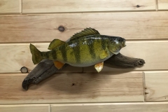 fish11