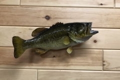fish12
