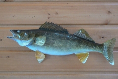fish2