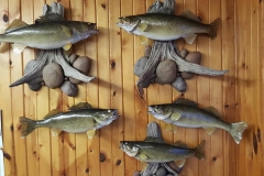 fish4