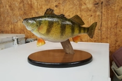 fish5