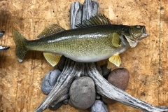 fish7