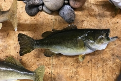 fish9