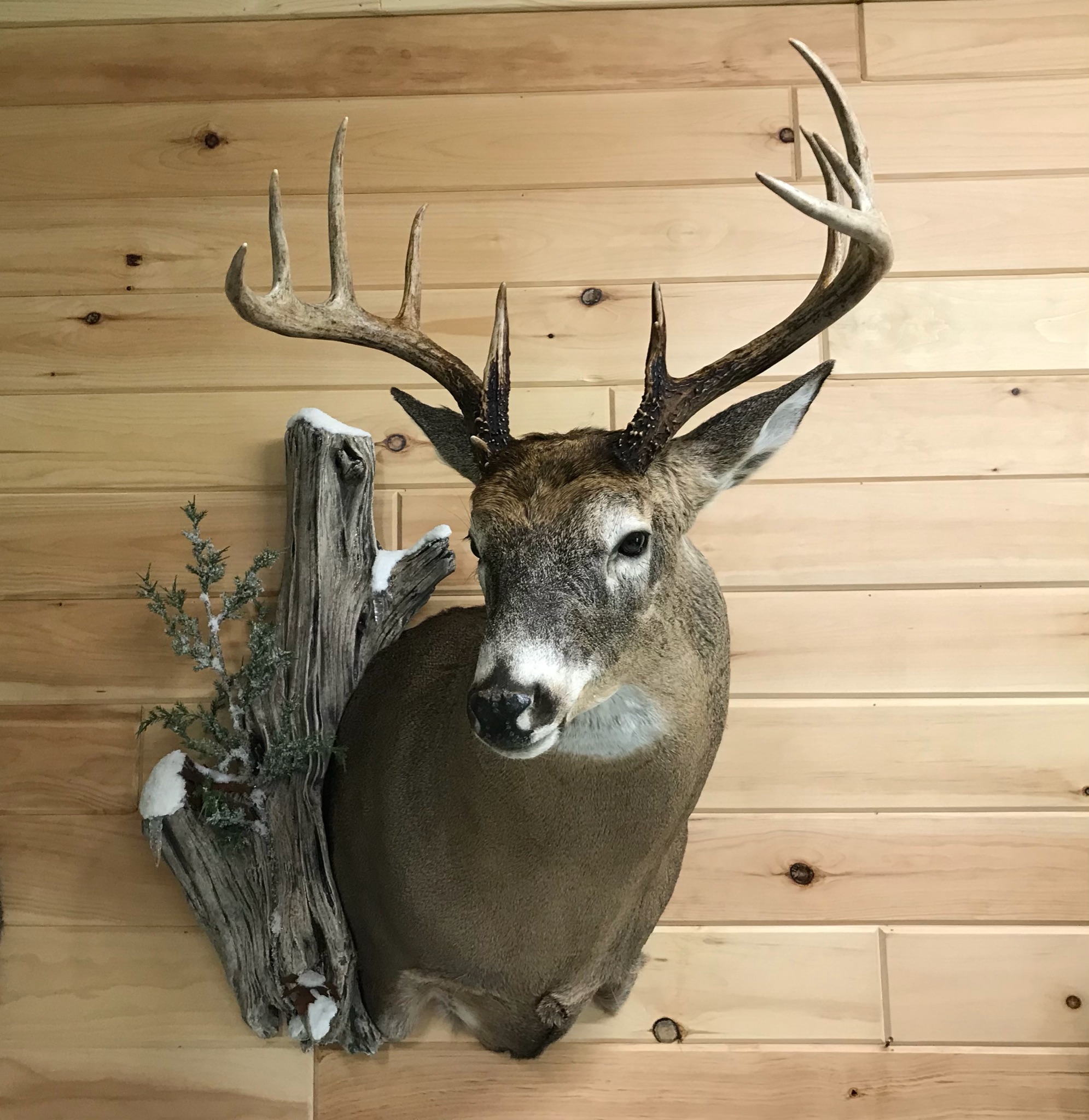 professional taxidermy About Us Buroker Taxidermy